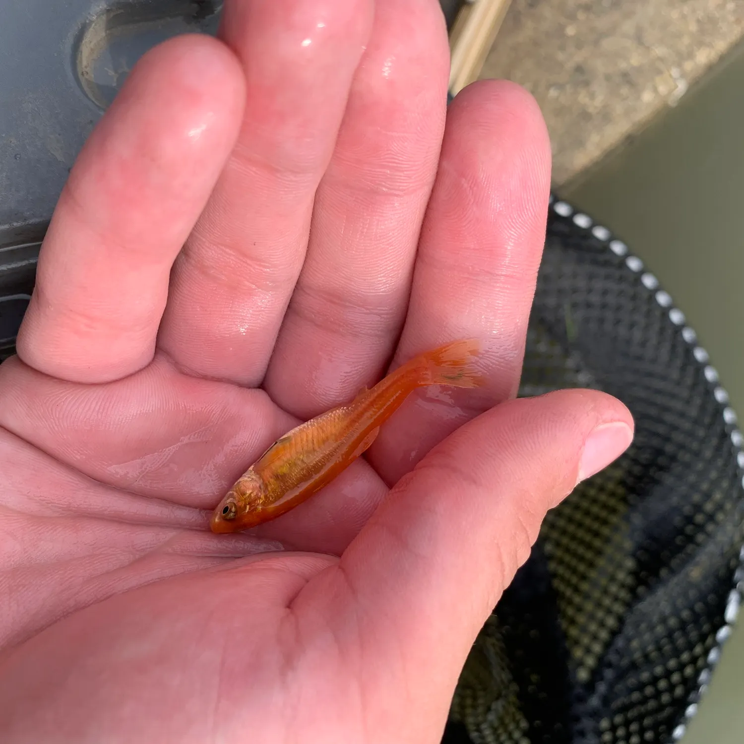 The most recent Golden topminnow catches on Fishbrain