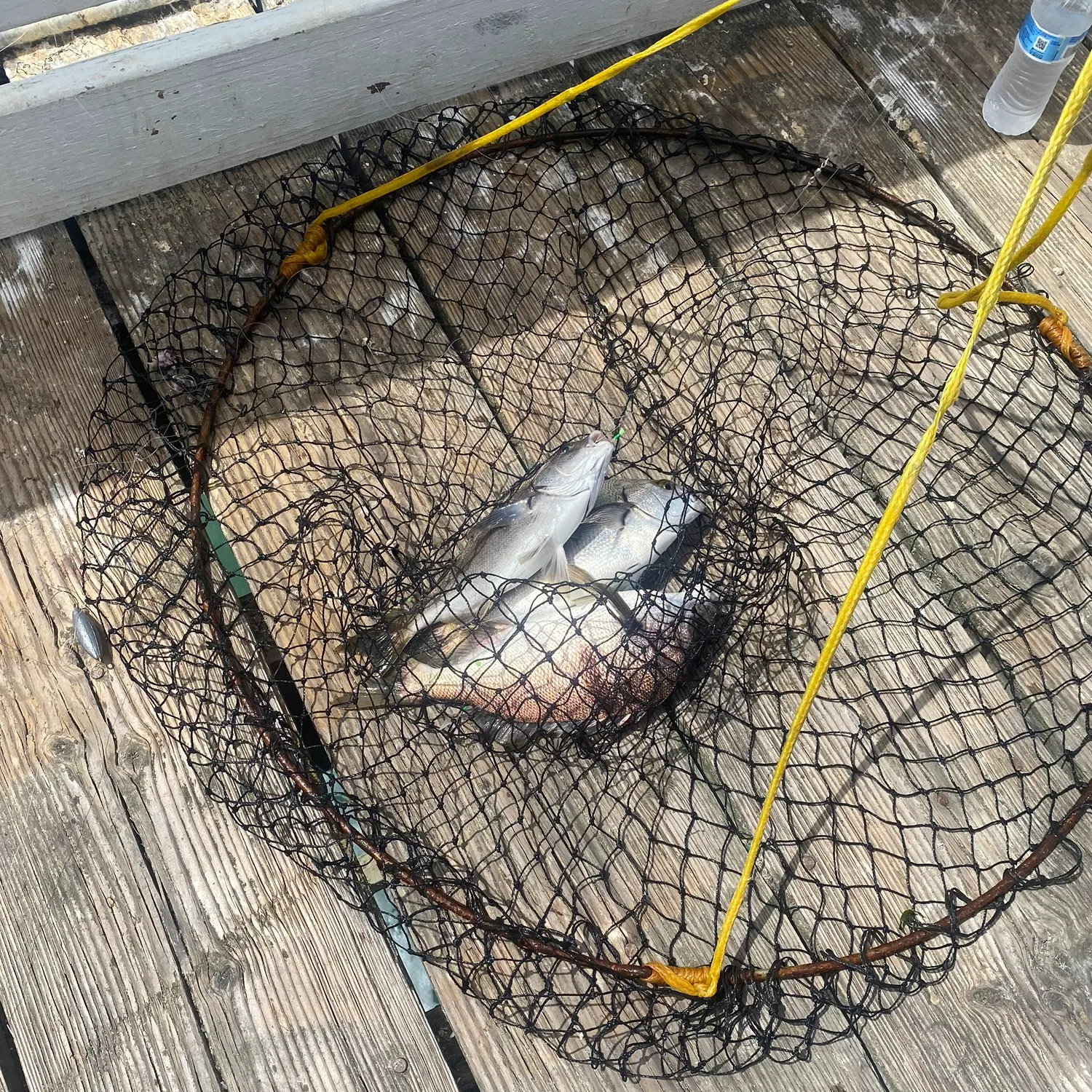 The most recent Sargo catches on Fishbrain