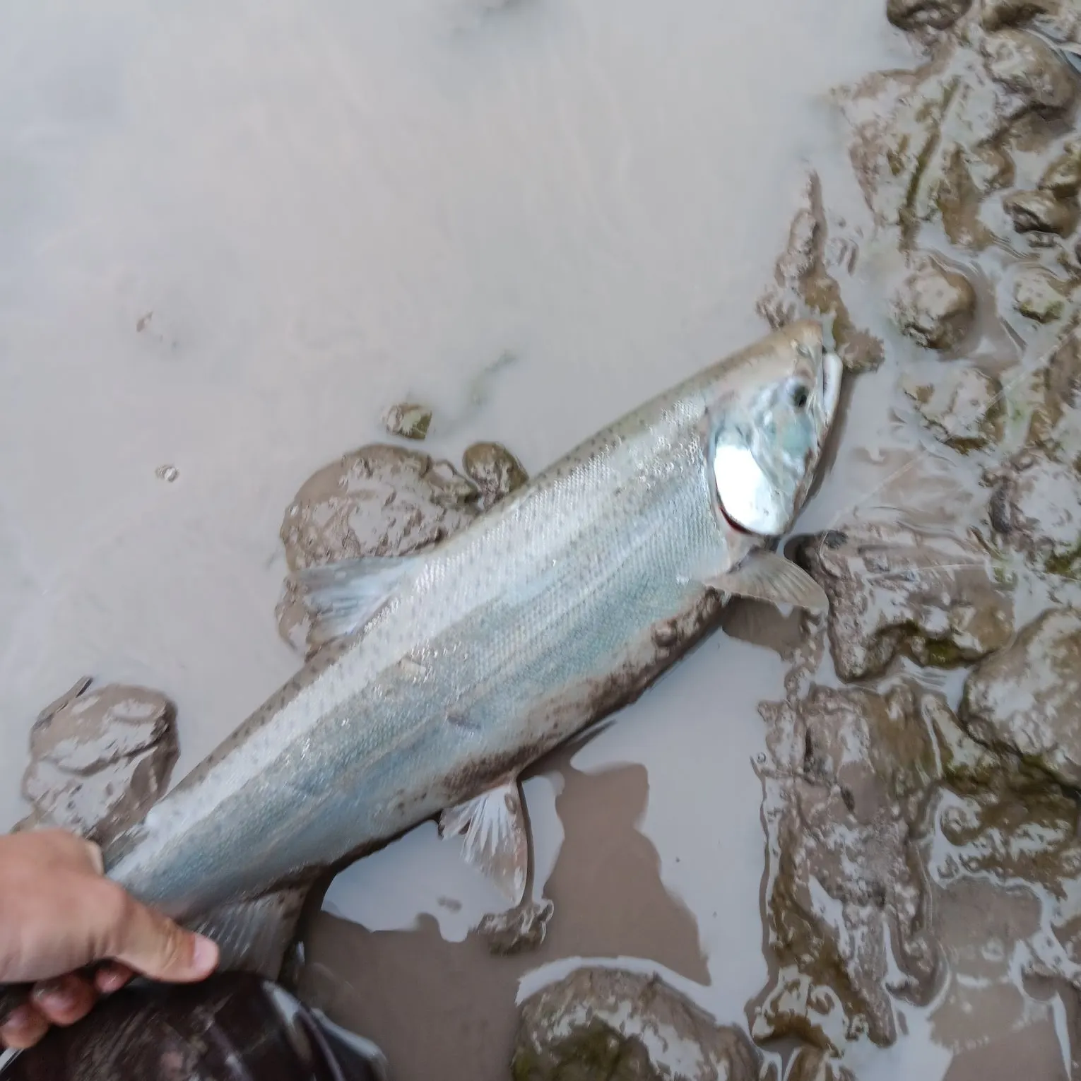 Coho salmon caught on Fishbrain