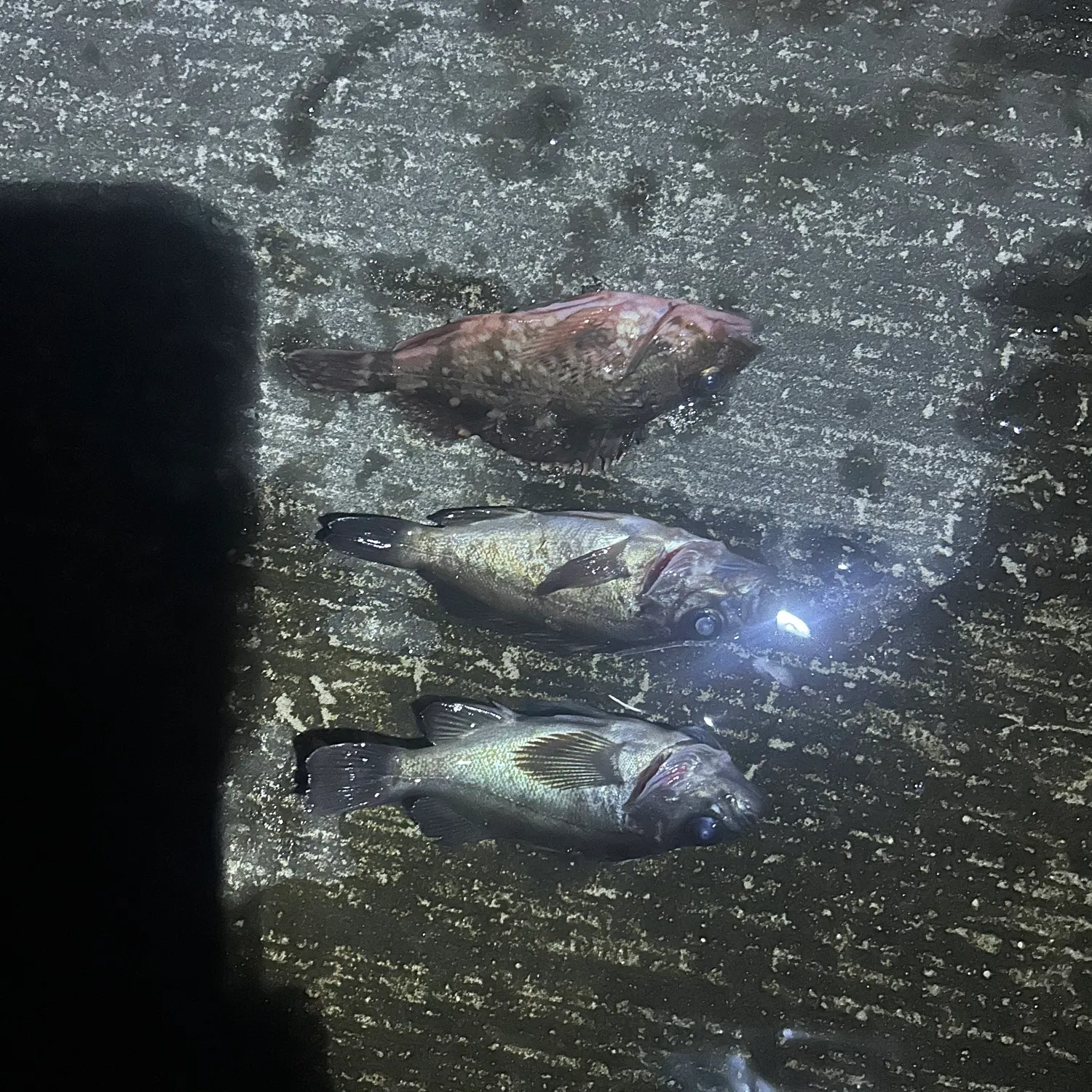 The most recent Black rockfish catches on Fishbrain