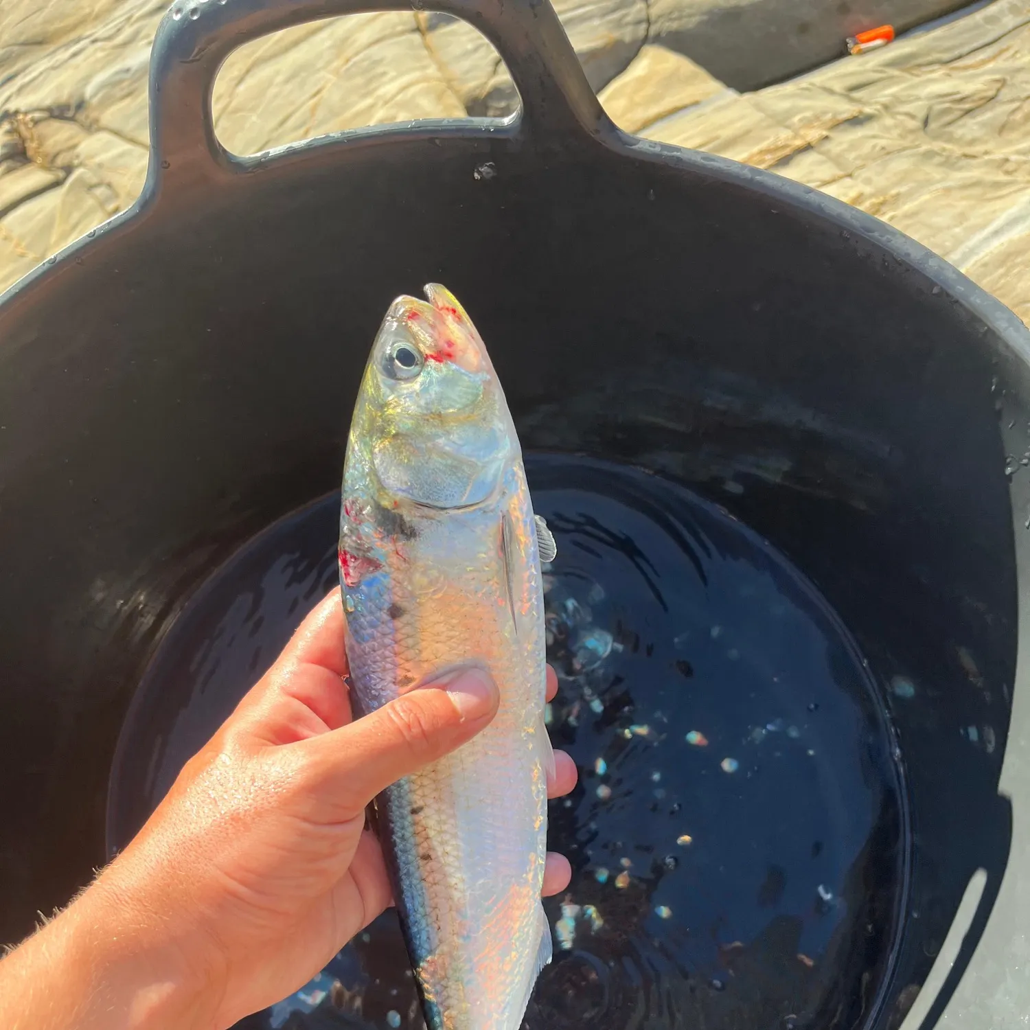 The most recent Allis shad catches on Fishbrain