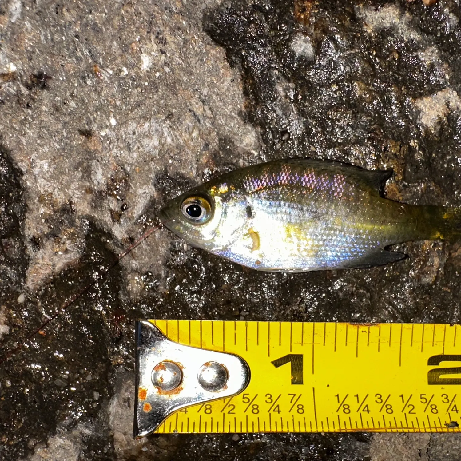 Bluegill caught on Fishbrain
