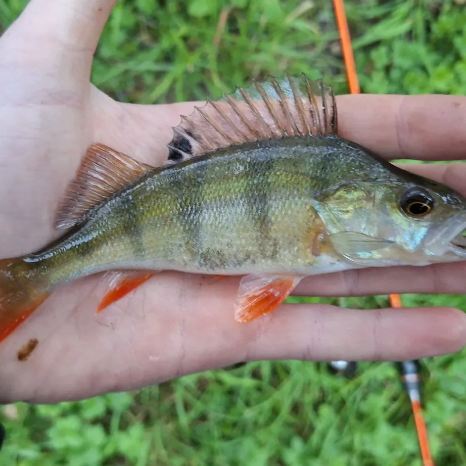 European perch caught on Fishbrain
