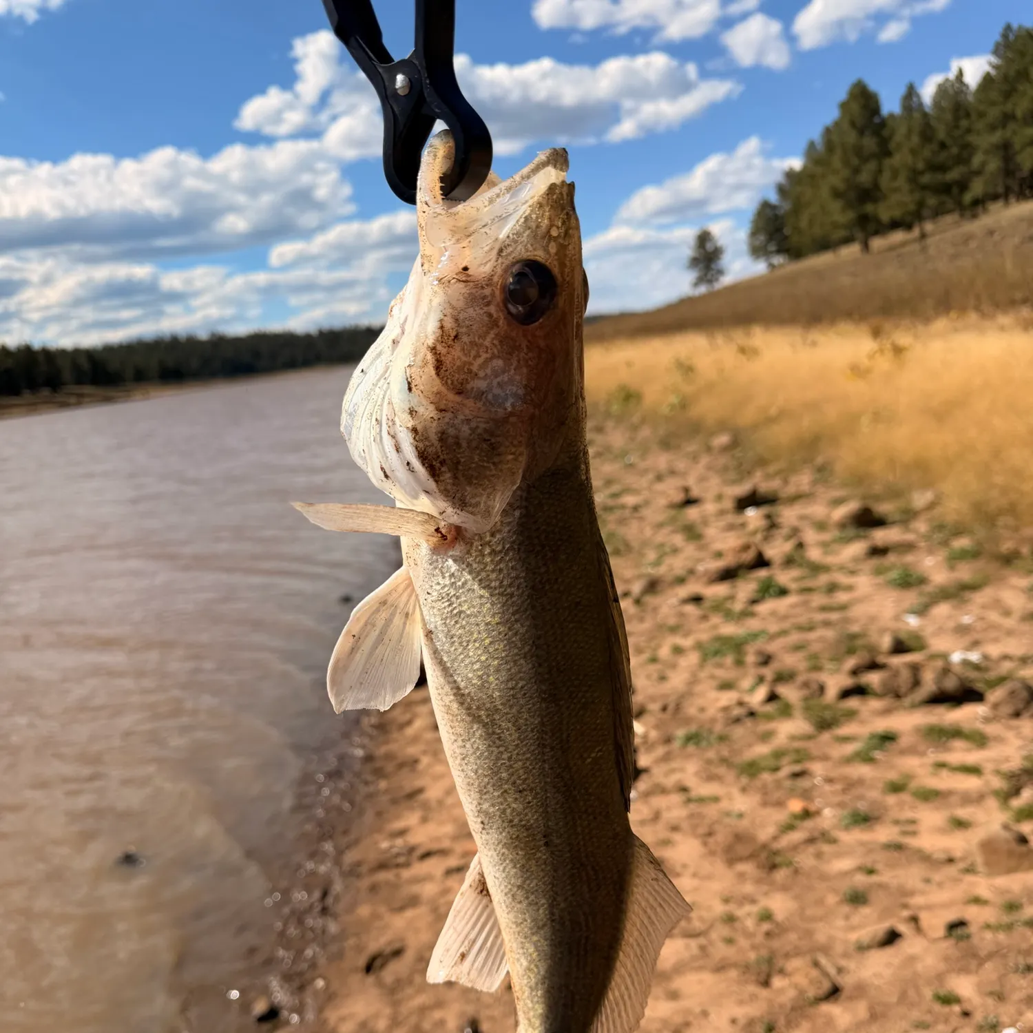 Walleye caught on Fishbrain
