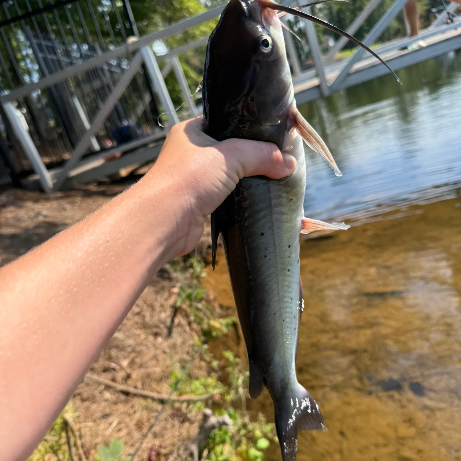 Channel catfish caught on Fishbrain