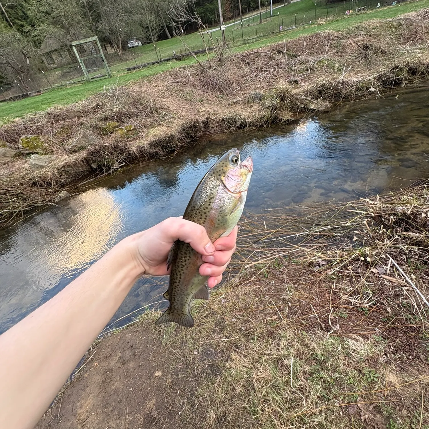 Rainbow trout caught on Fishbrain