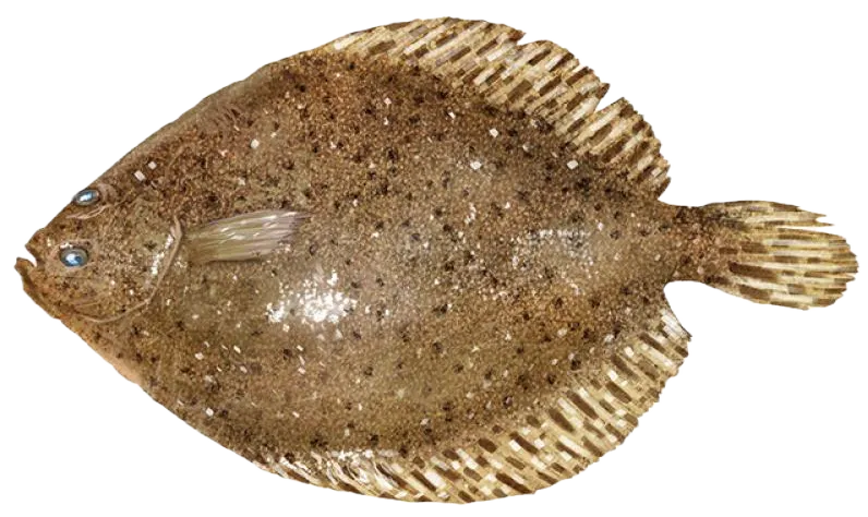 Windowpane flounder