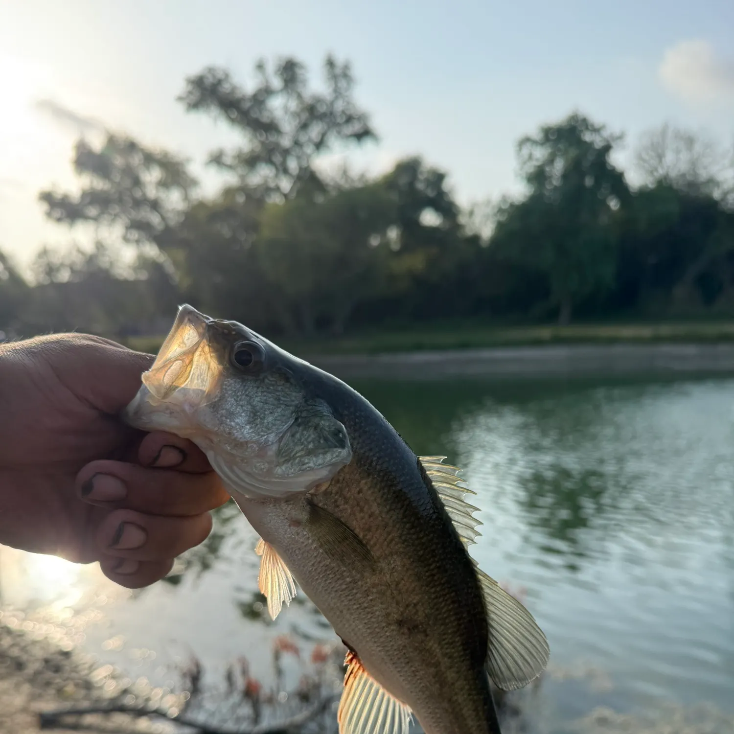 Largemouth bass caught on Fishbrain