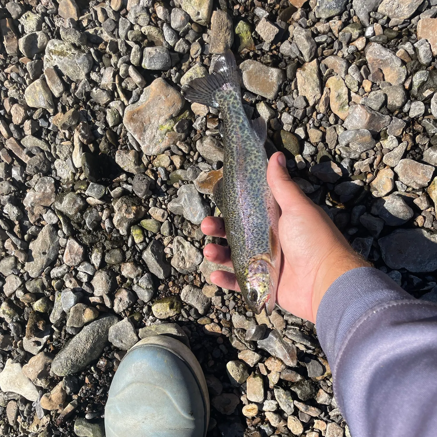 Rainbow trout caught on Fishbrain