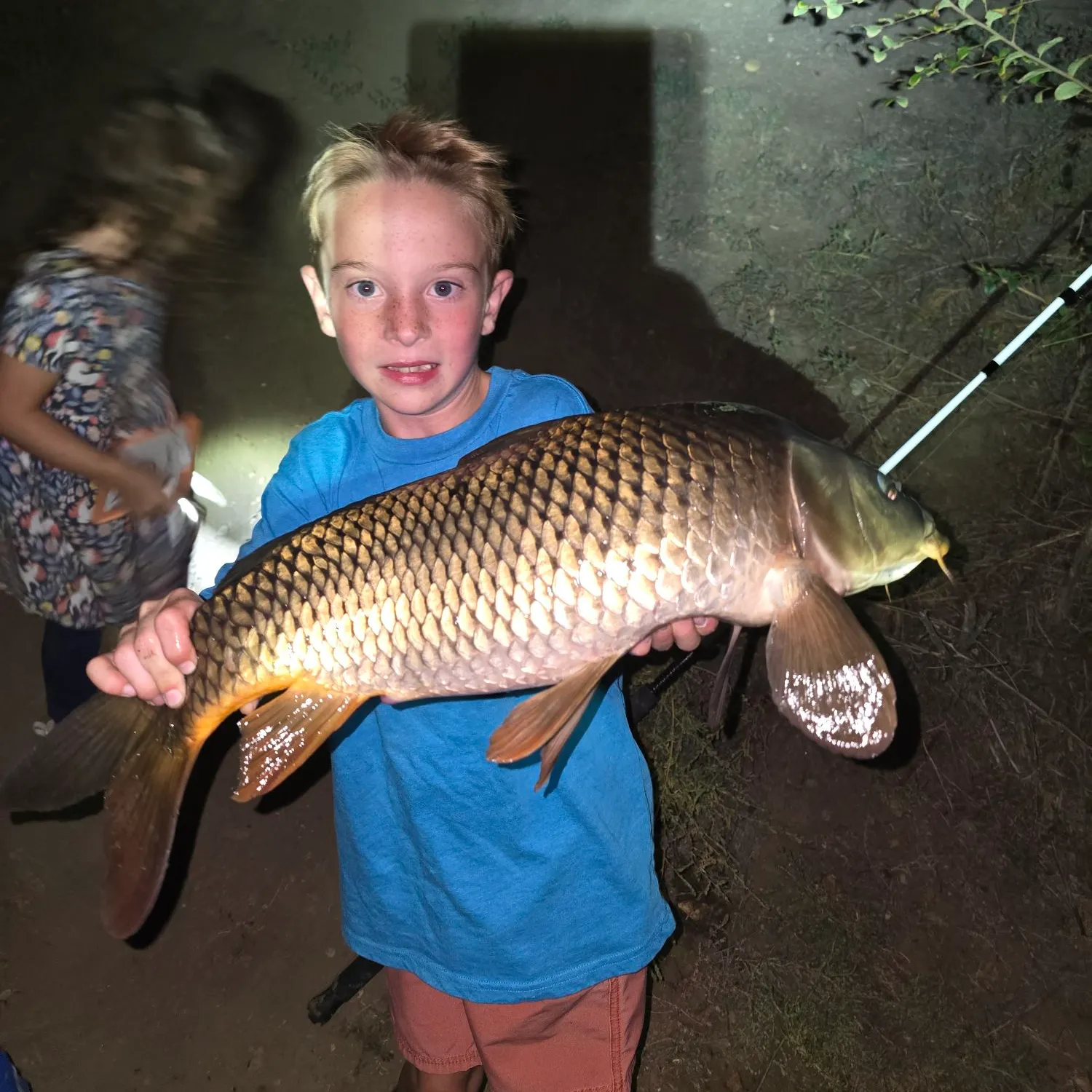 Common carp caught on Fishbrain