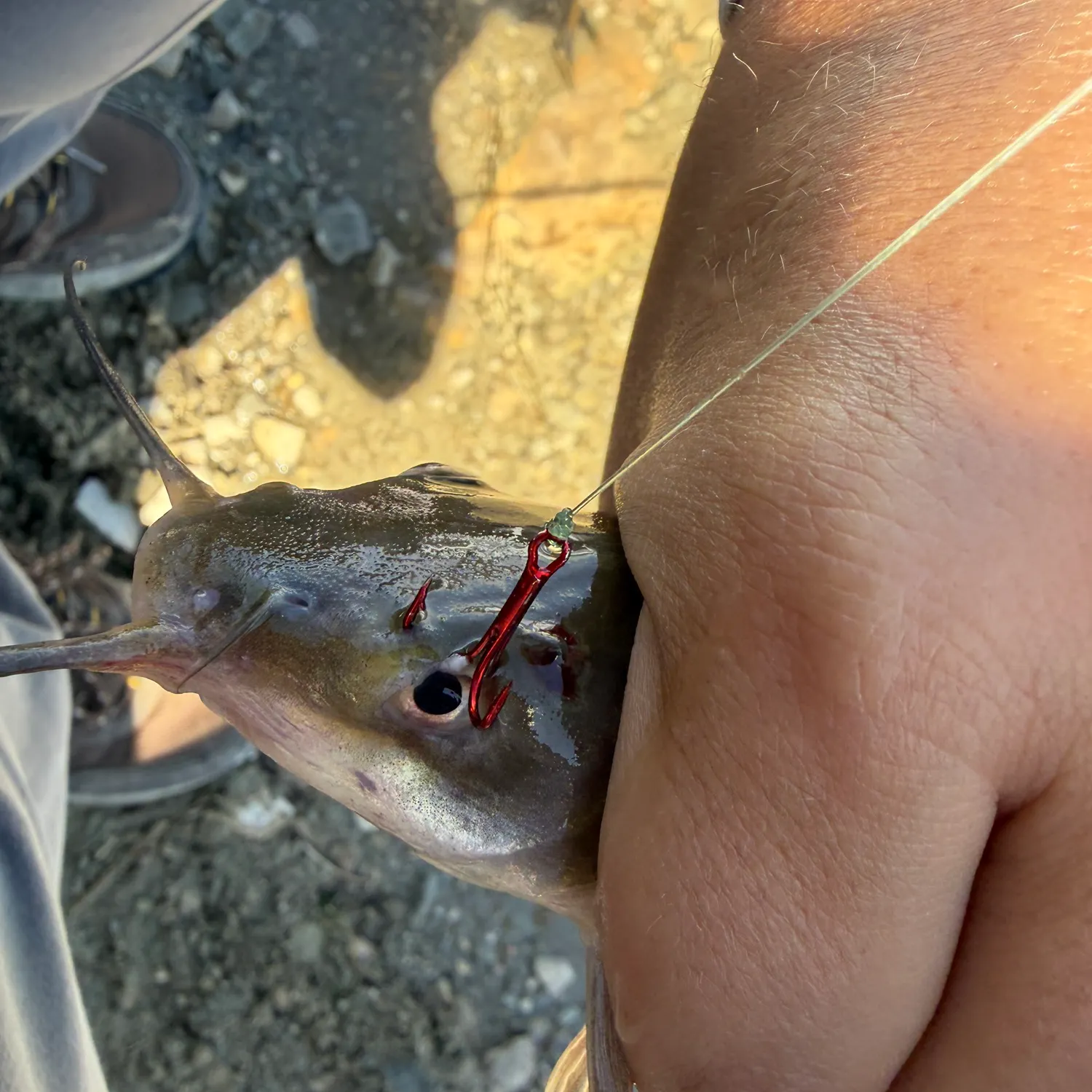 Channel catfish caught on Fishbrain