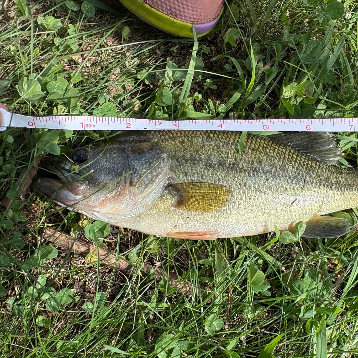 Largemouth bass caught on Fishbrain