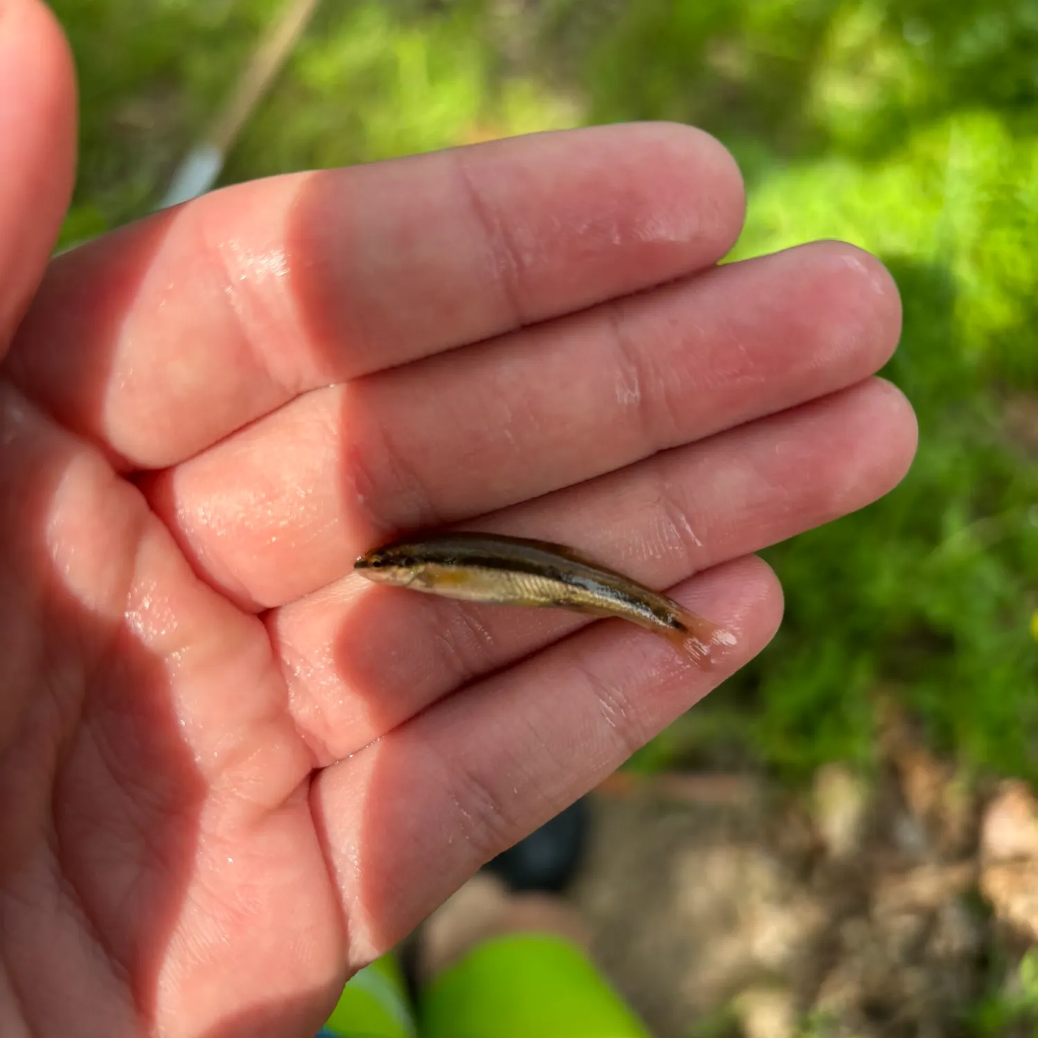 The most recent Eastern blacknose dace catches on Fishbrain