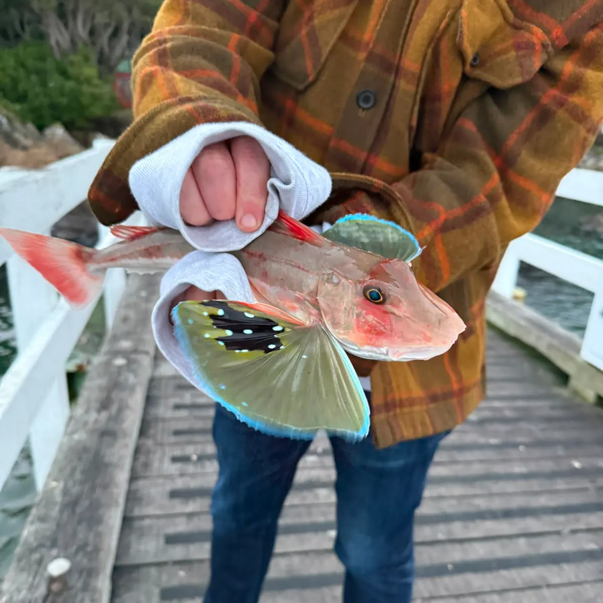The most recent Tub gurnard catches on Fishbrain