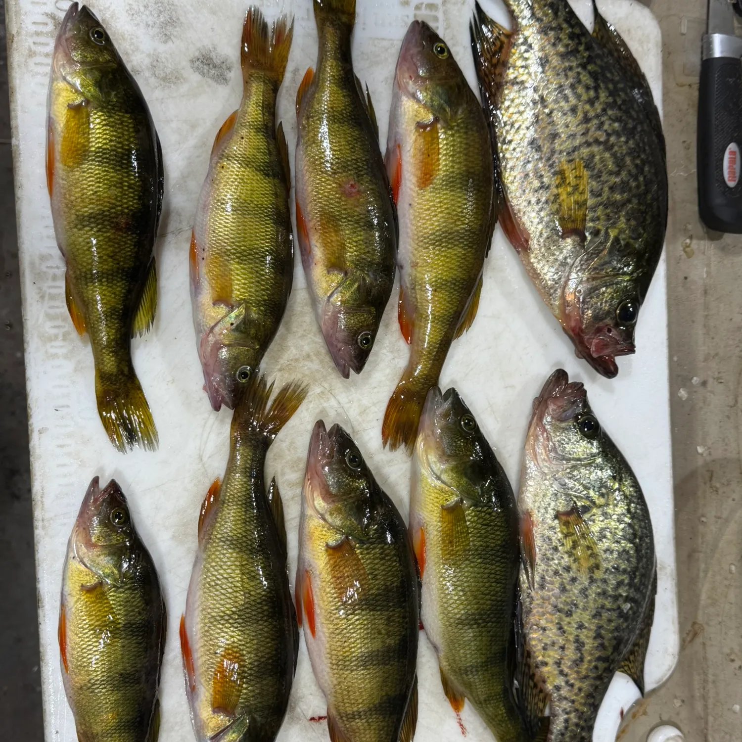 recently logged catches
