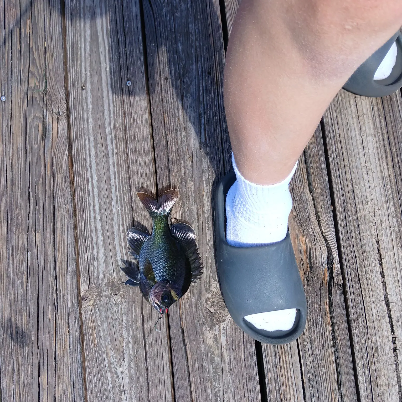 The most recent Coppernose bluegill catches on Fishbrain