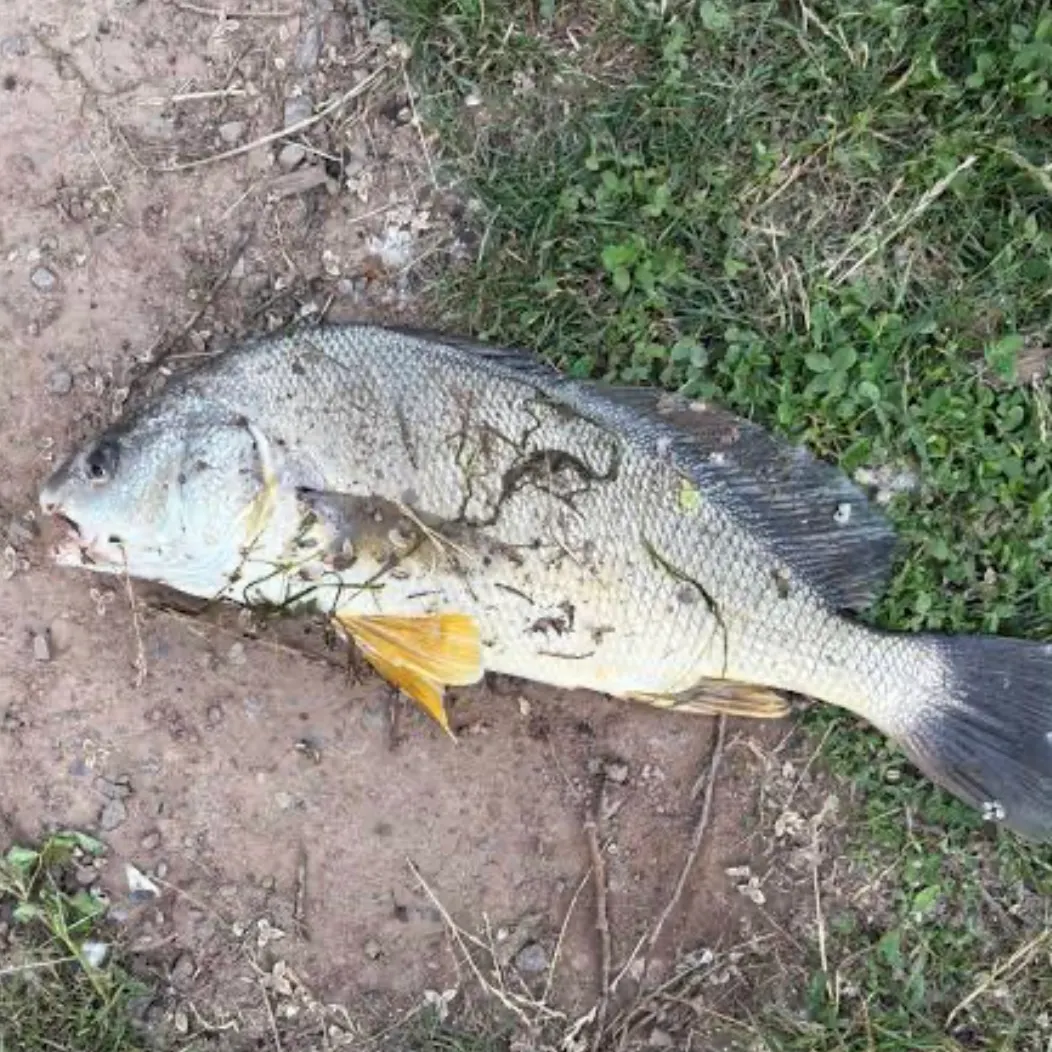 The most recent Sheepshead catches on Fishbrain