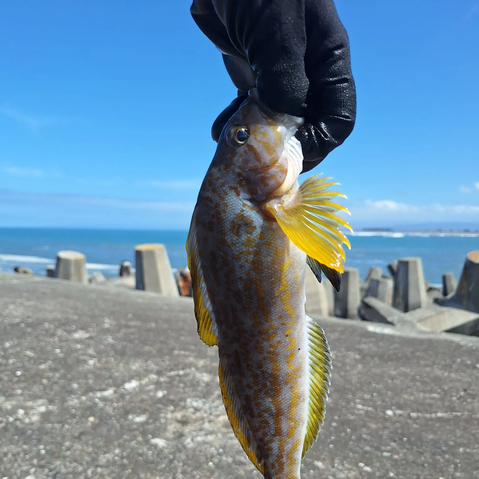 The most recent Kelp greenling catches on Fishbrain