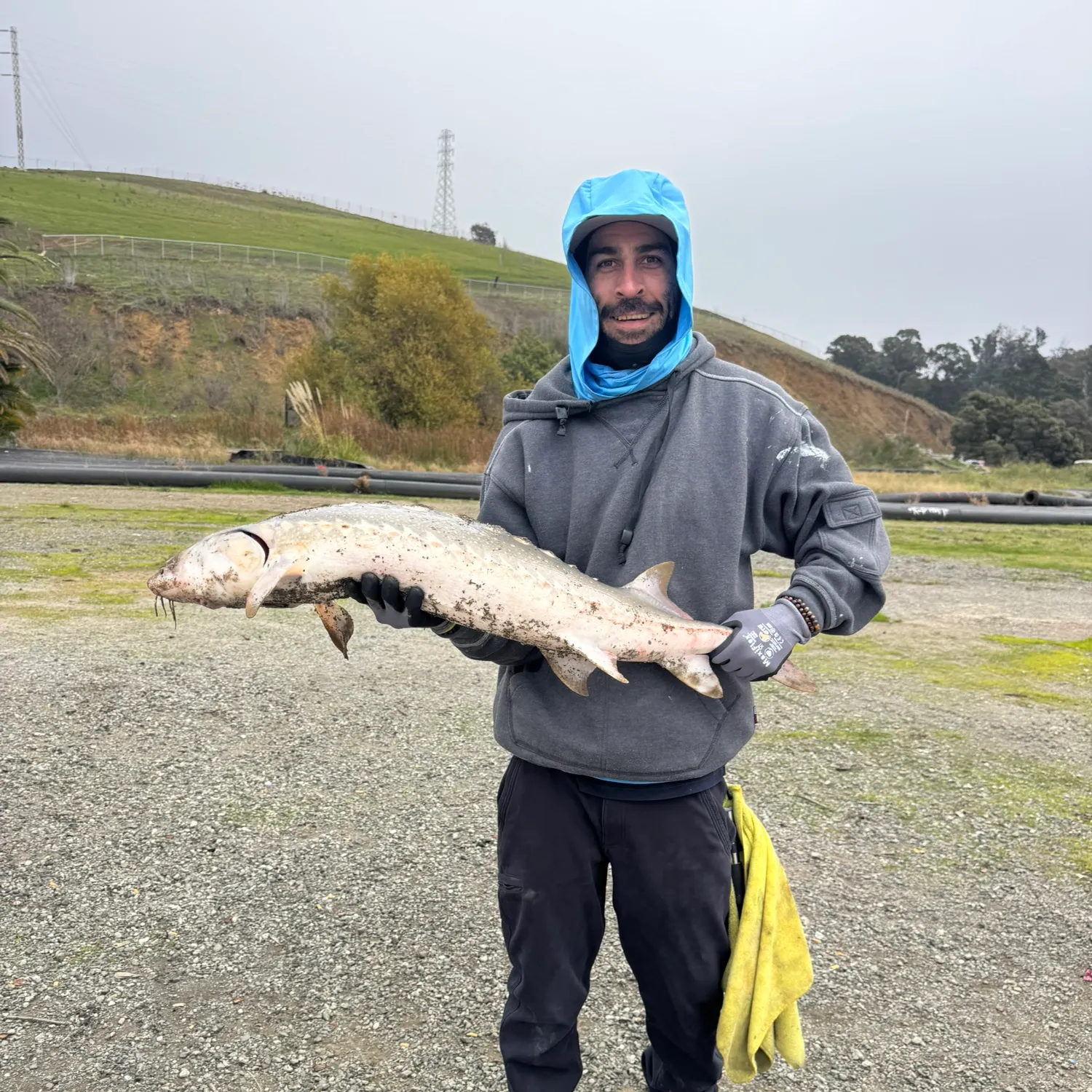 The most recent White sturgeon catches on Fishbrain