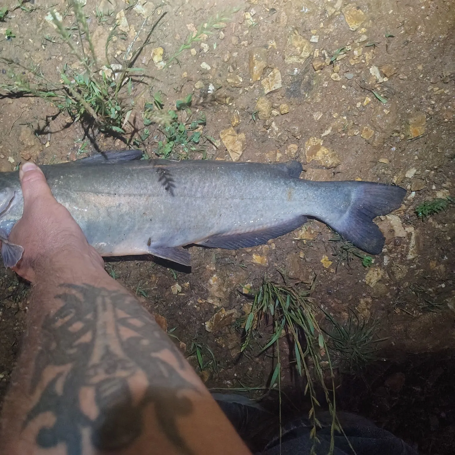 Channel catfish caught on Fishbrain