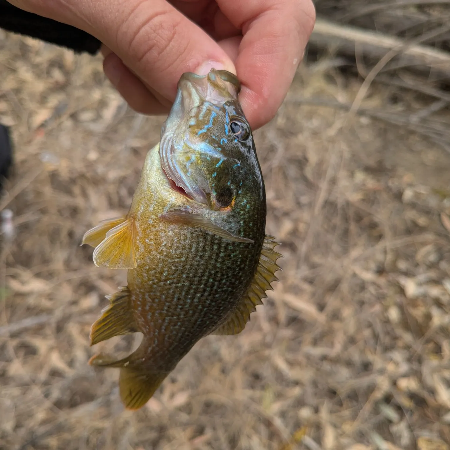 Bluegill caught on Fishbrain