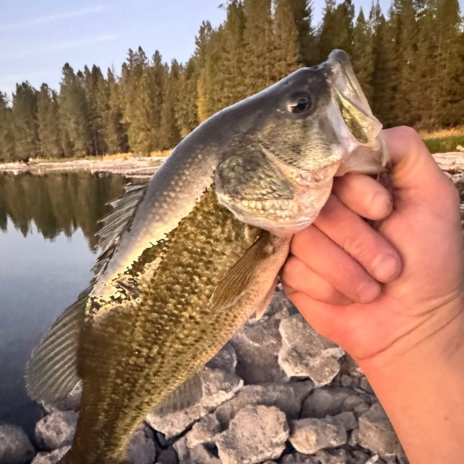 Fish caught on Fishbrain