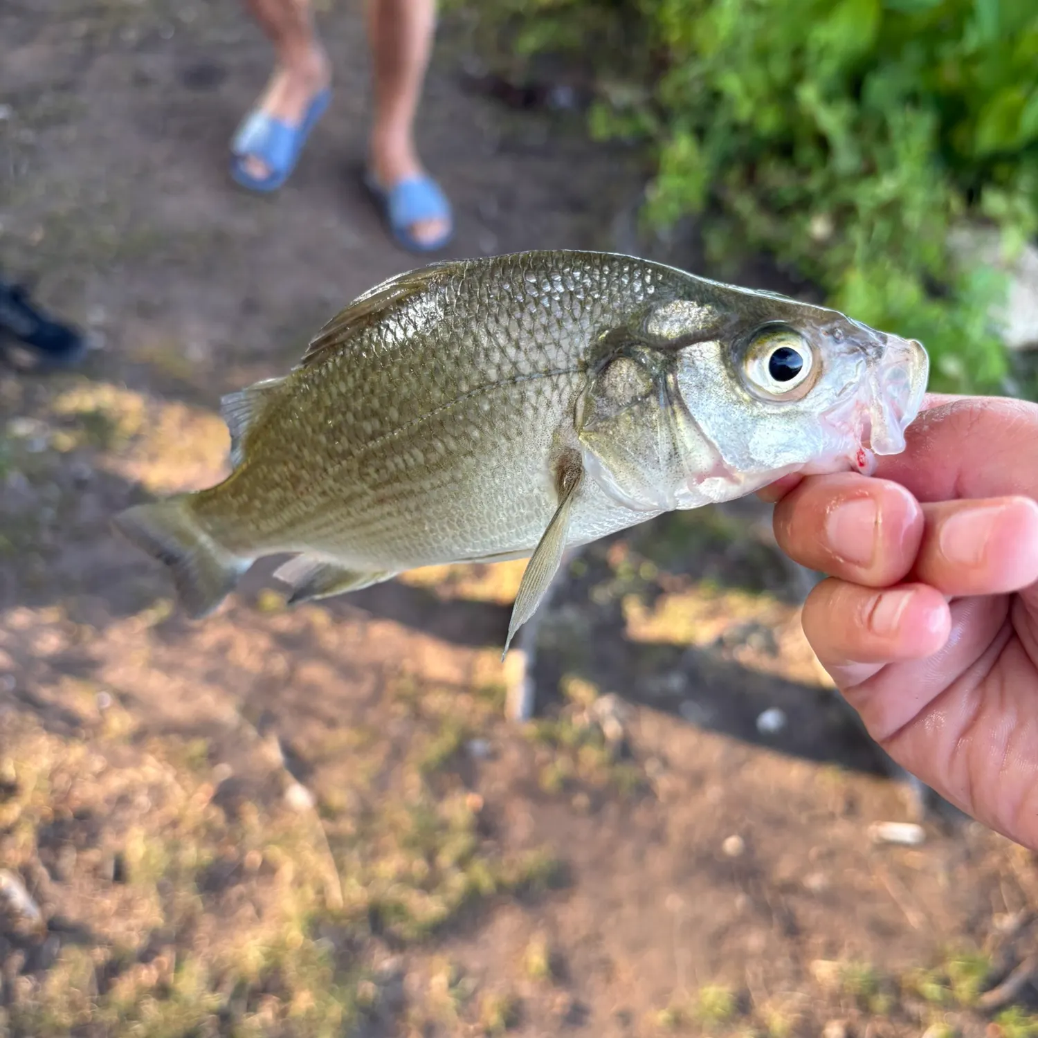 The most recent White perch catches on Fishbrain