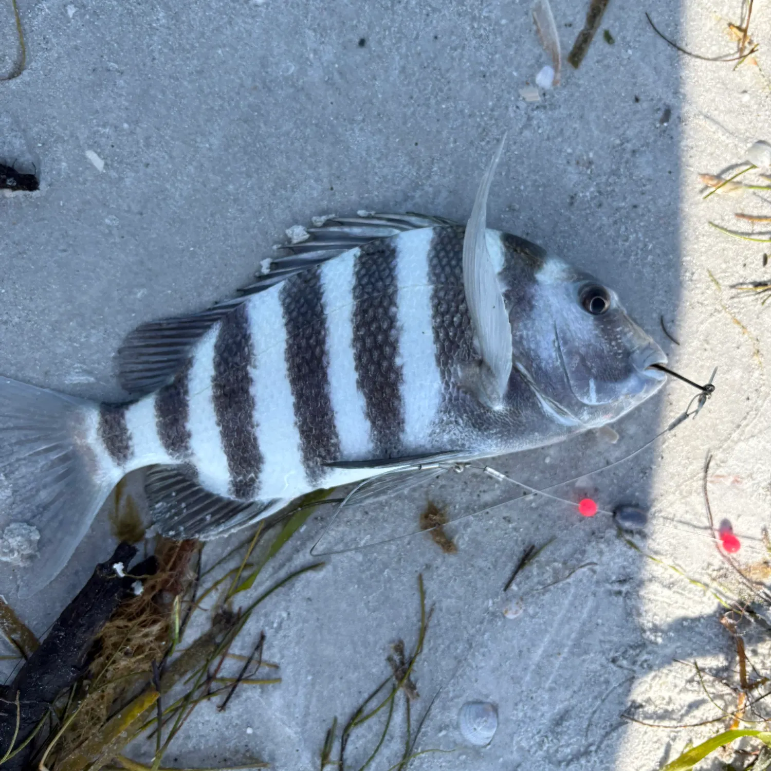 The most recent Sheepshead catches on Fishbrain