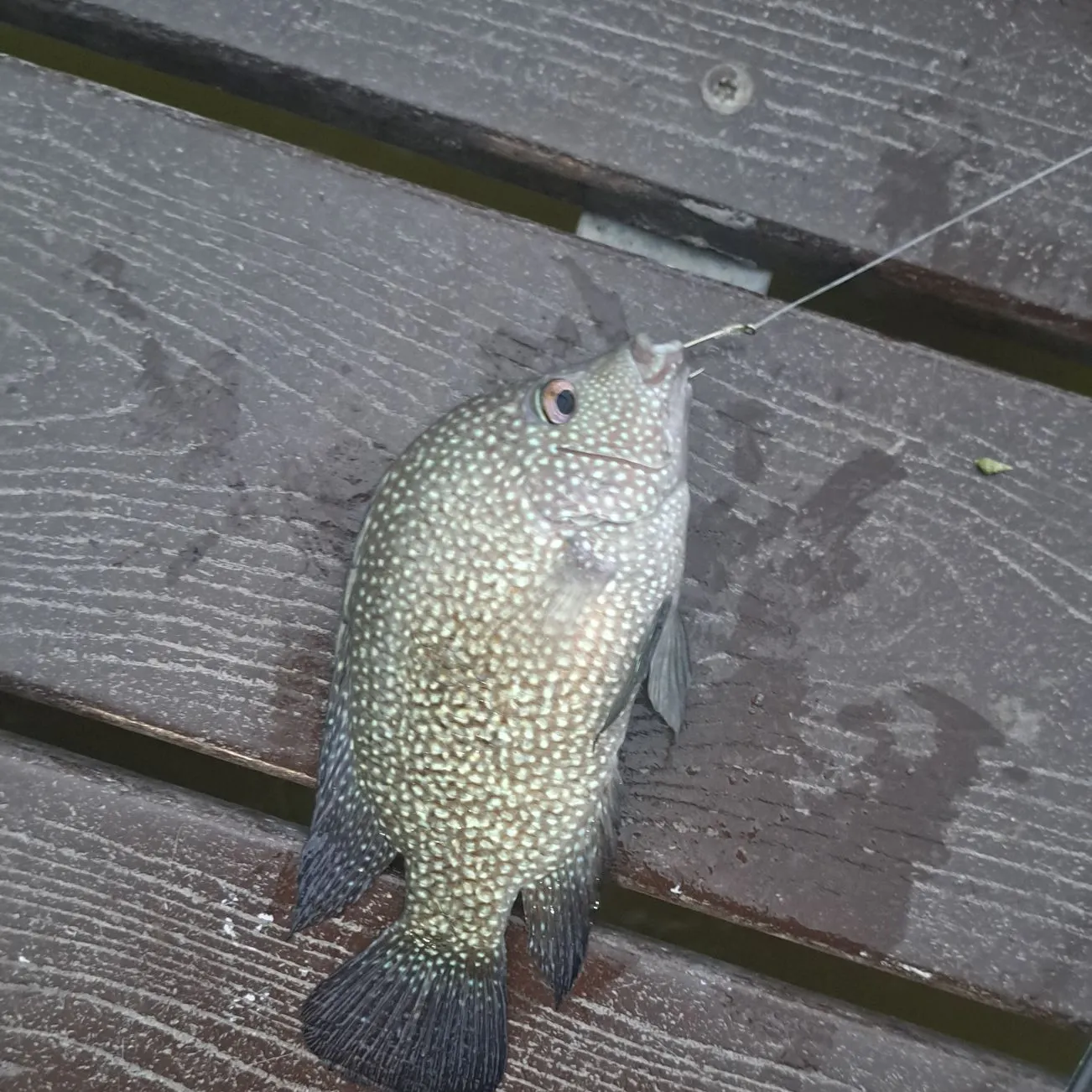 Rio Grande cichlid caught on Fishbrain