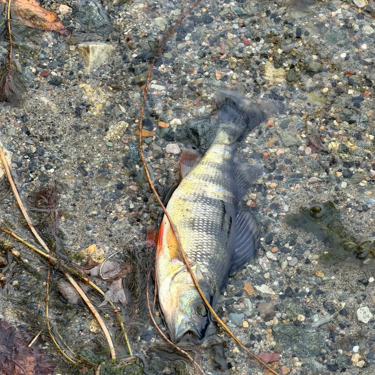 Yellow perch caught on Fishbrain
