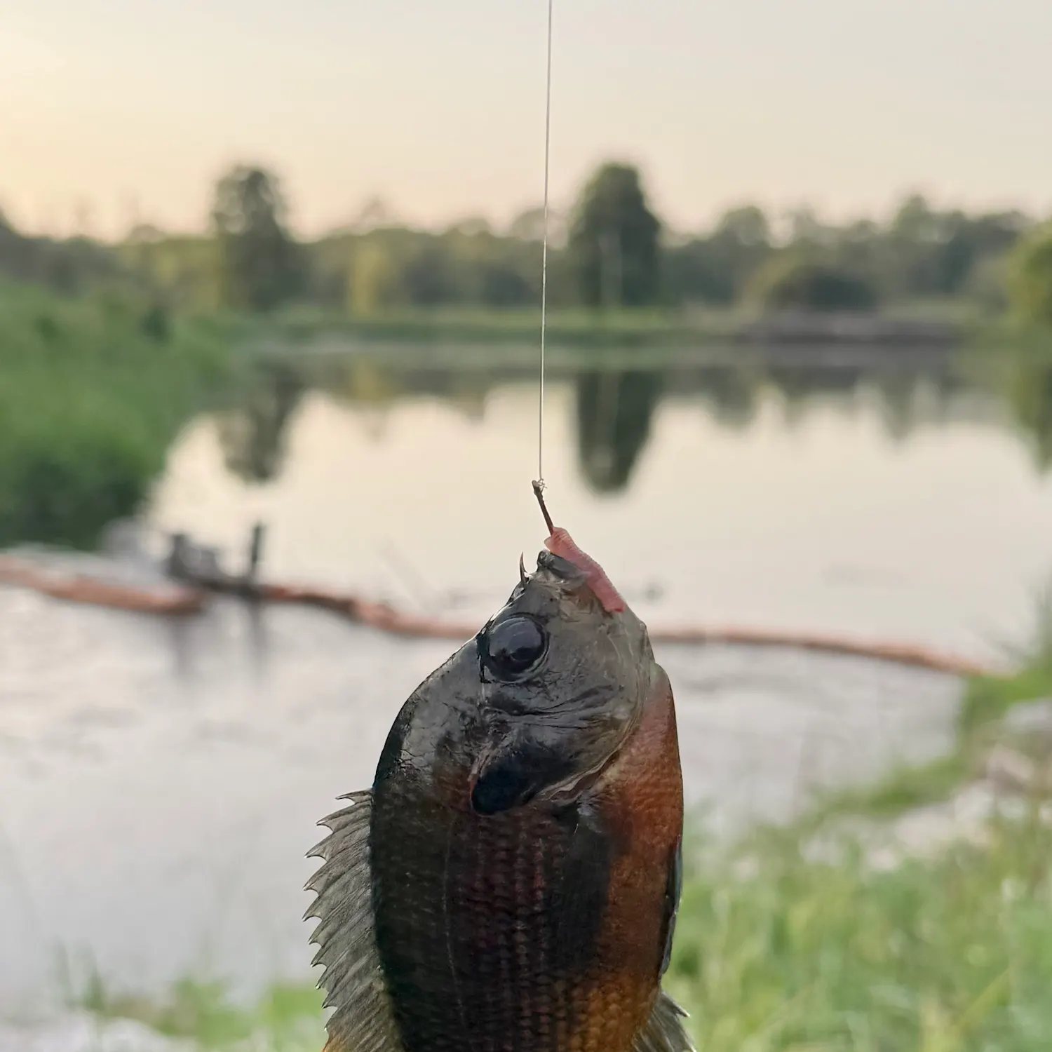The most recent Spotted sunfish catches on Fishbrain