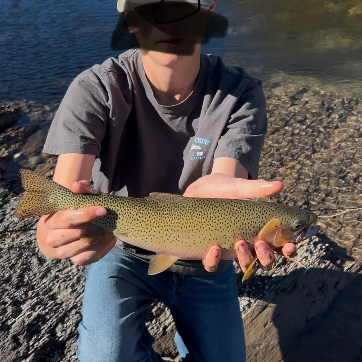 Westslope cutthroat trout caught on Fishbrain