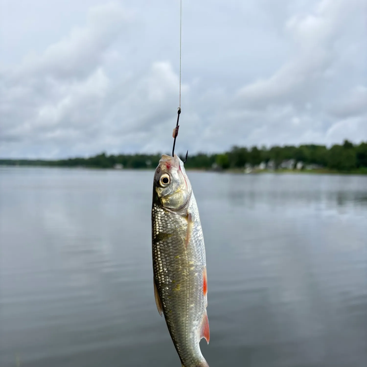 The most recent Common roach catches on Fishbrain