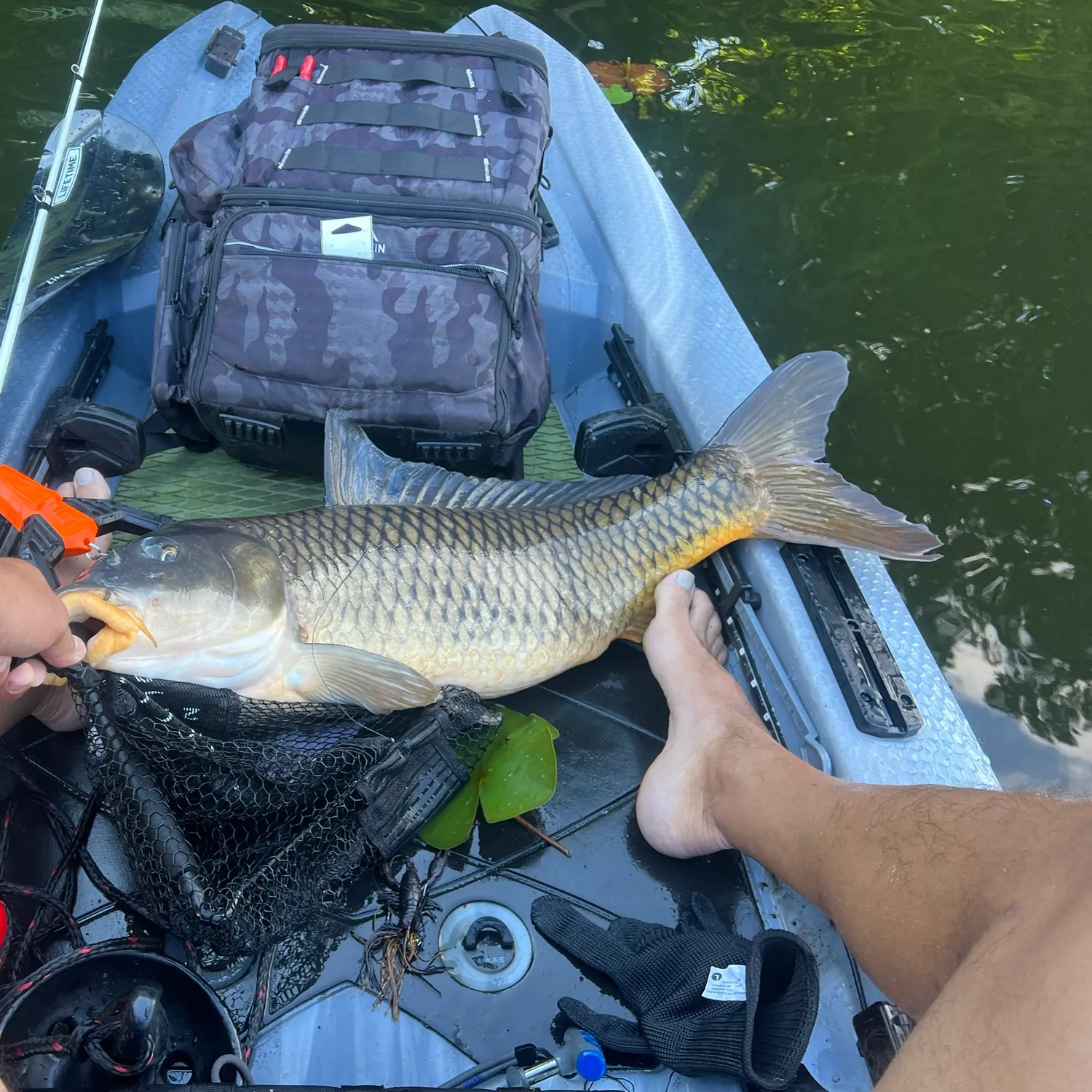 Common carp caught on Fishbrain