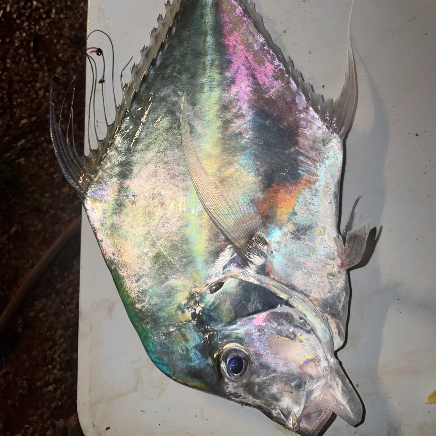 The most recent Indian threadfish catches on Fishbrain