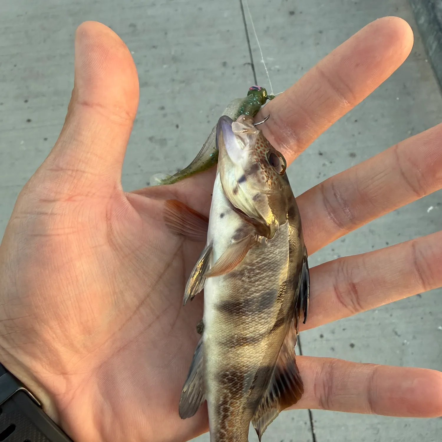 Barred sand bass caught on Fishbrain