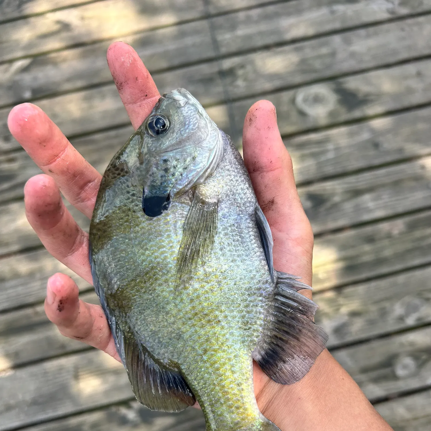 Bluegill caught on Fishbrain