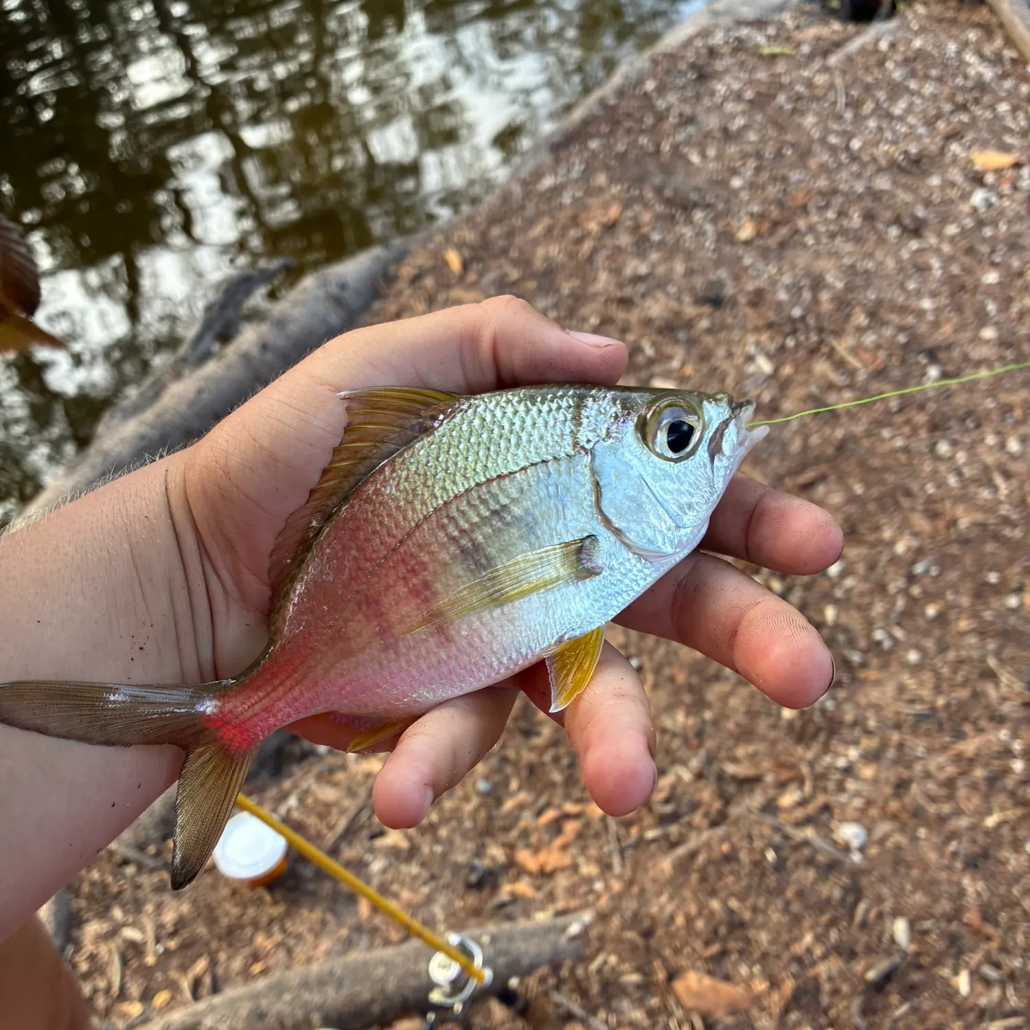 The most recent Yellowfin mojarra catches on Fishbrain