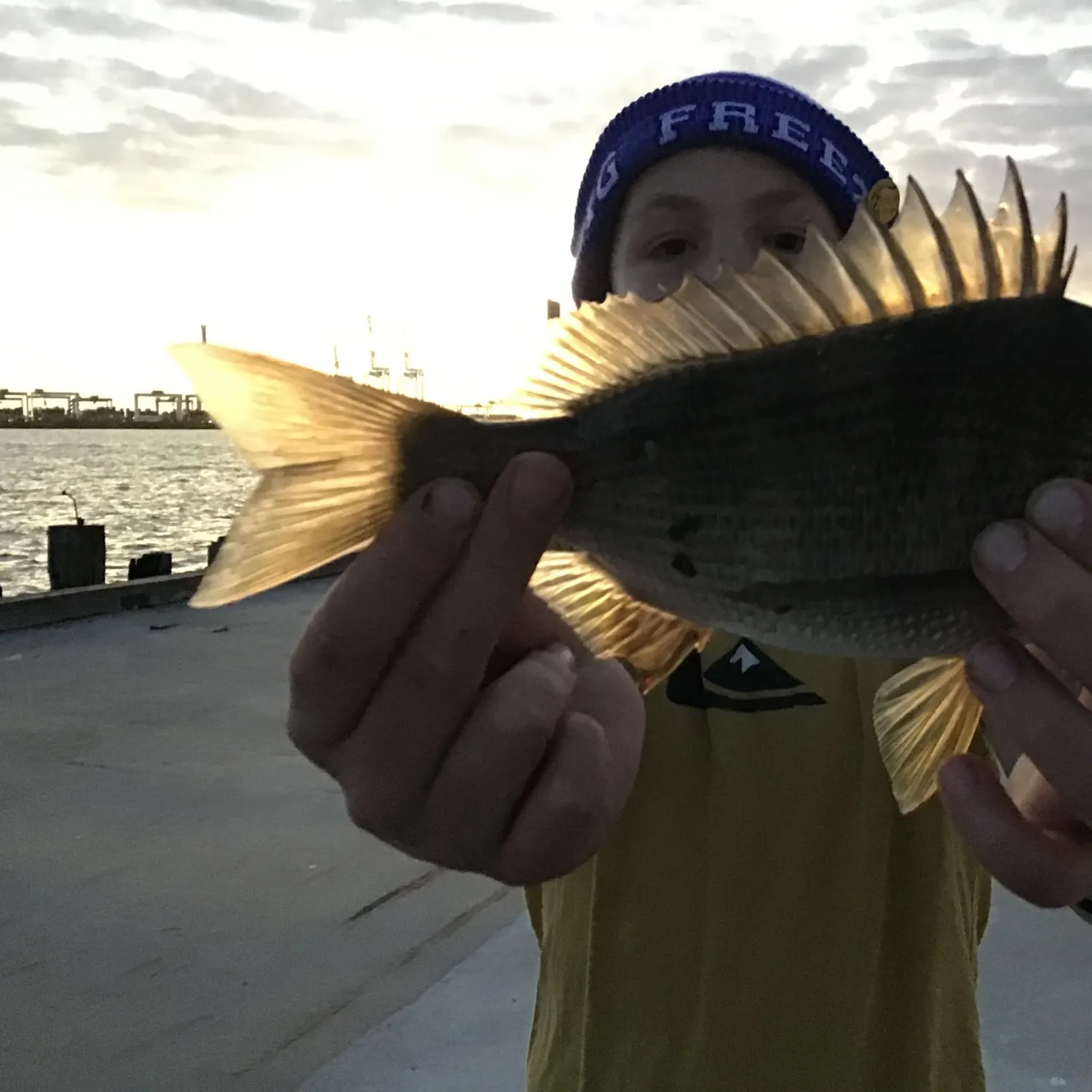 The most recent Southern black bream catches on Fishbrain