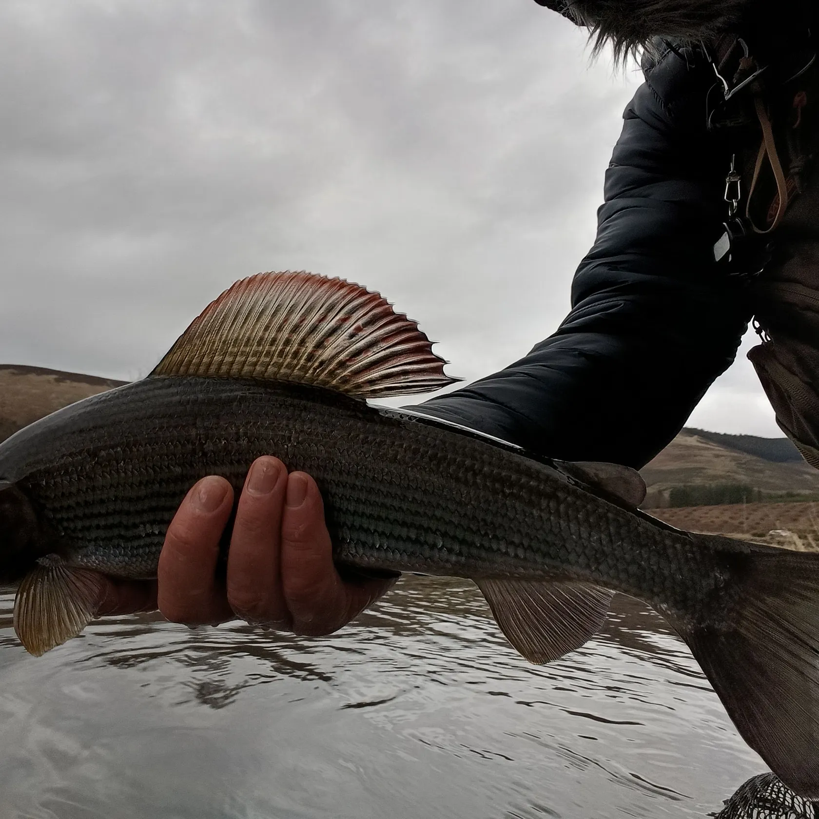 The most recent European grayling catches on Fishbrain