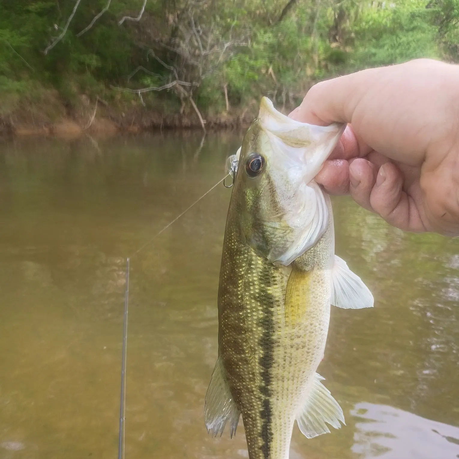 The most recent Alabama bass catches on Fishbrain