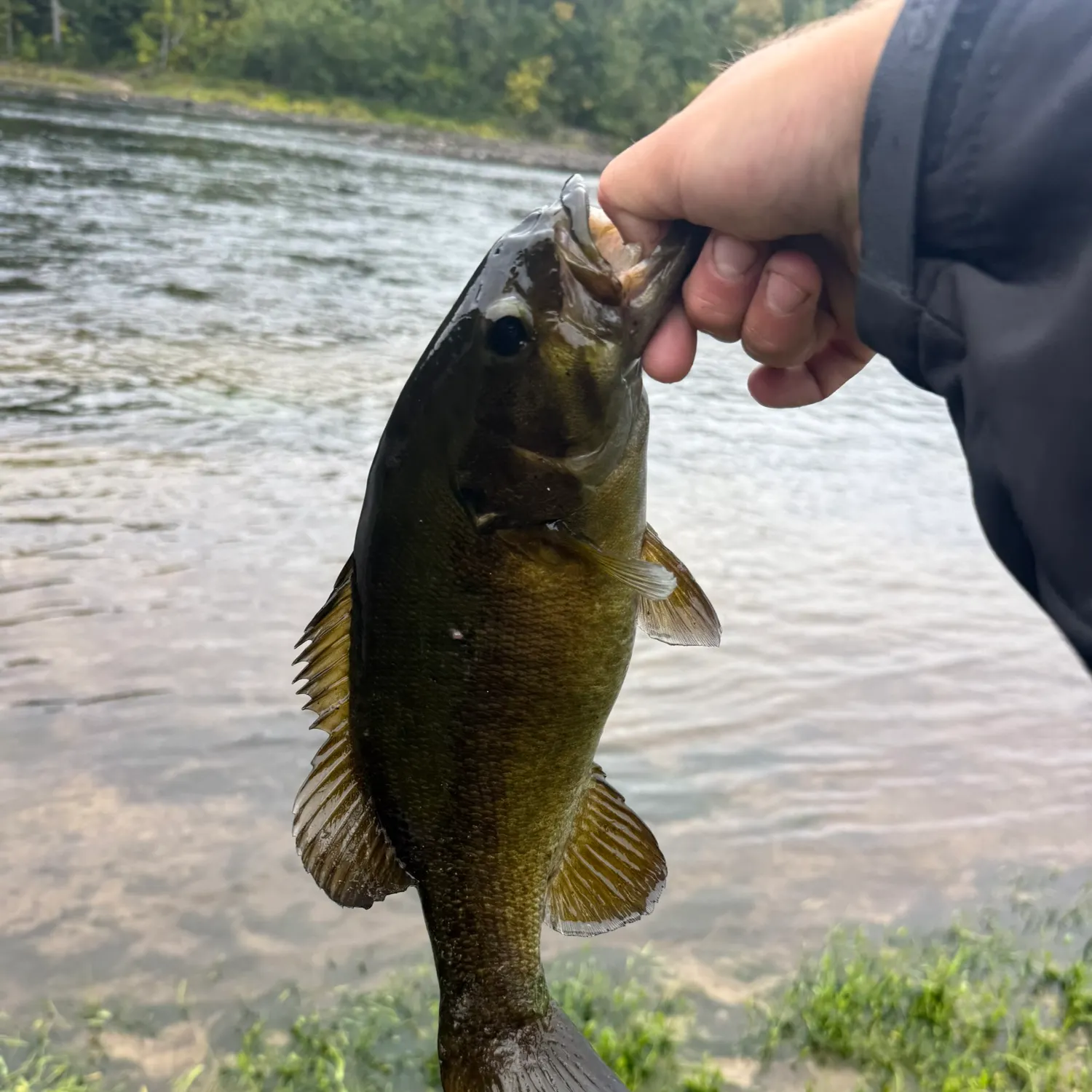 Smallmouth bass caught on Fishbrain