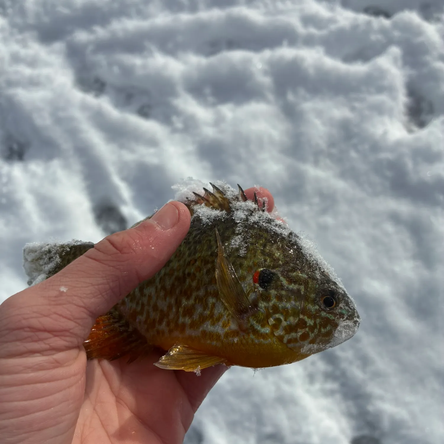 The most recent Pumpkinseed catches on Fishbrain