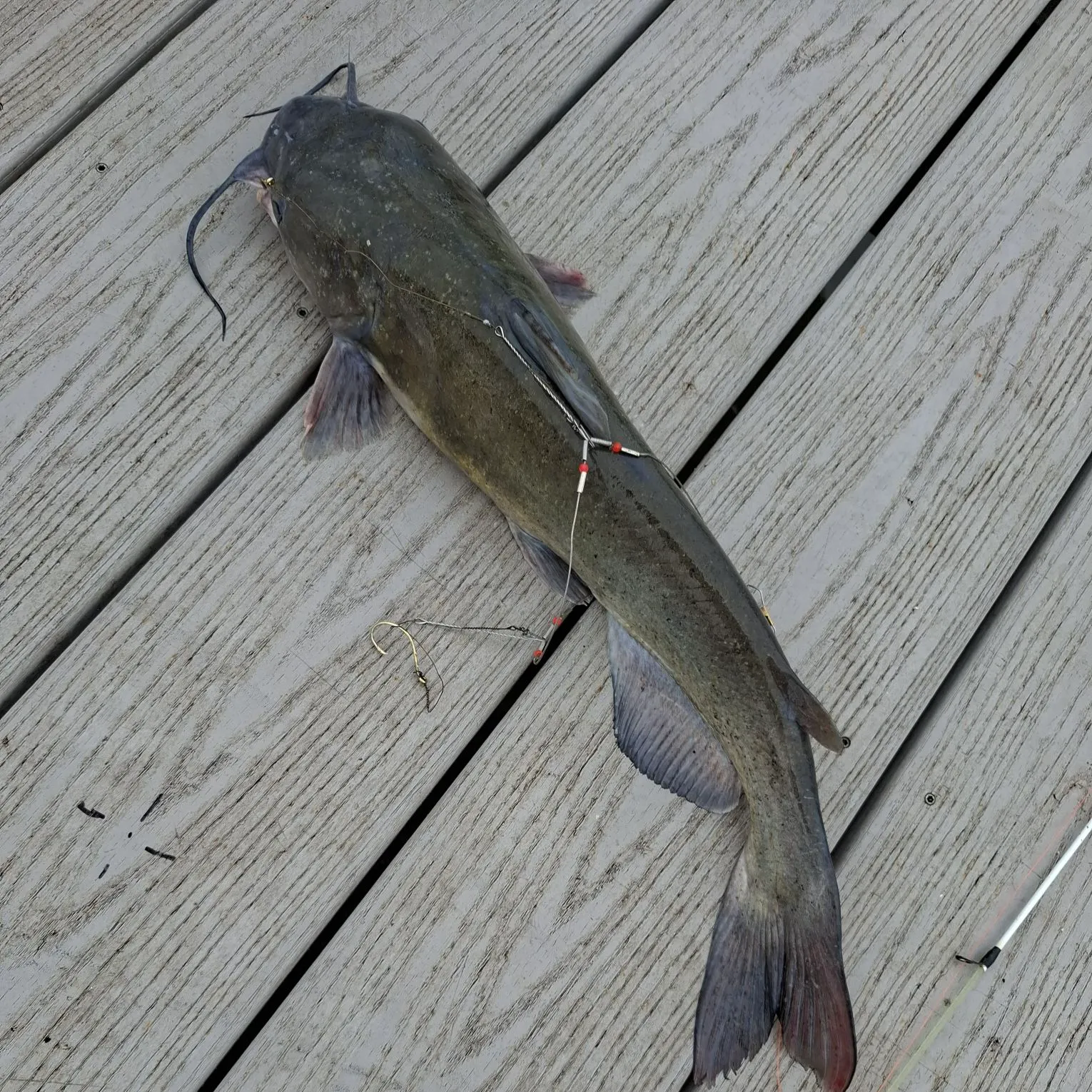 Channel catfish caught on Fishbrain