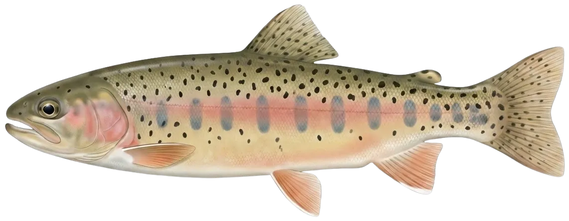 Goose Lake Redband Trout
