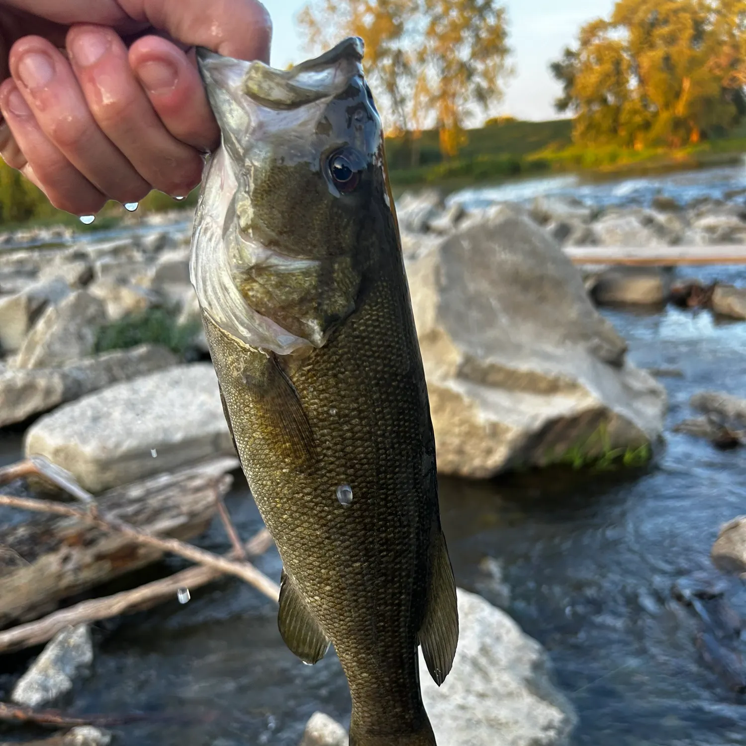 Smallmouth bass caught on Fishbrain