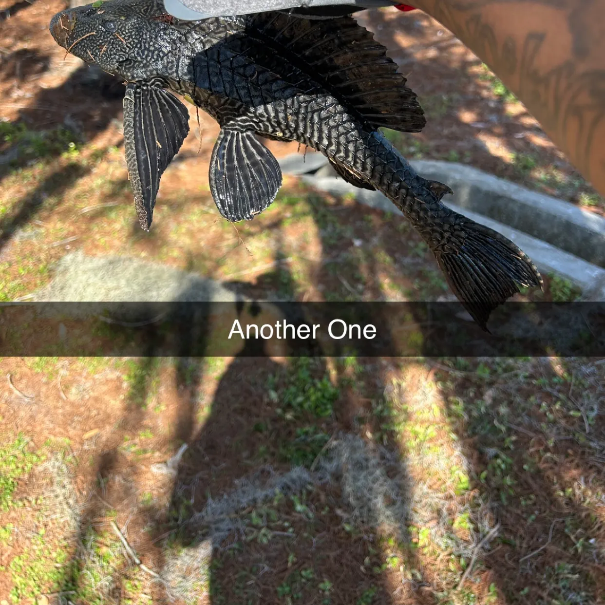 The most recent Suckermouth catfish catches on Fishbrain