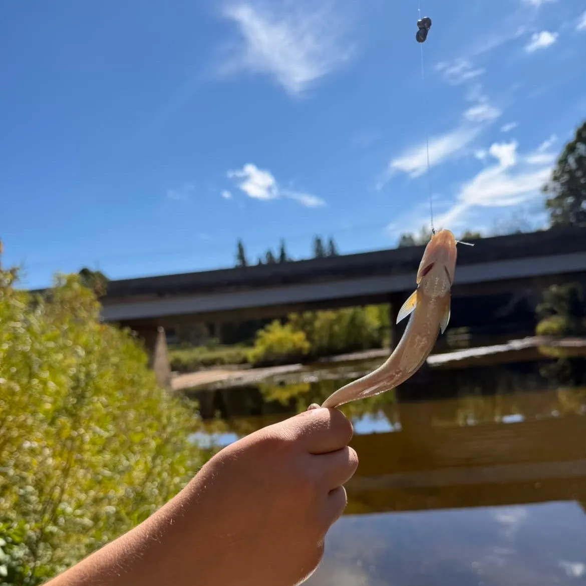 Creek chub caught on Fishbrain
