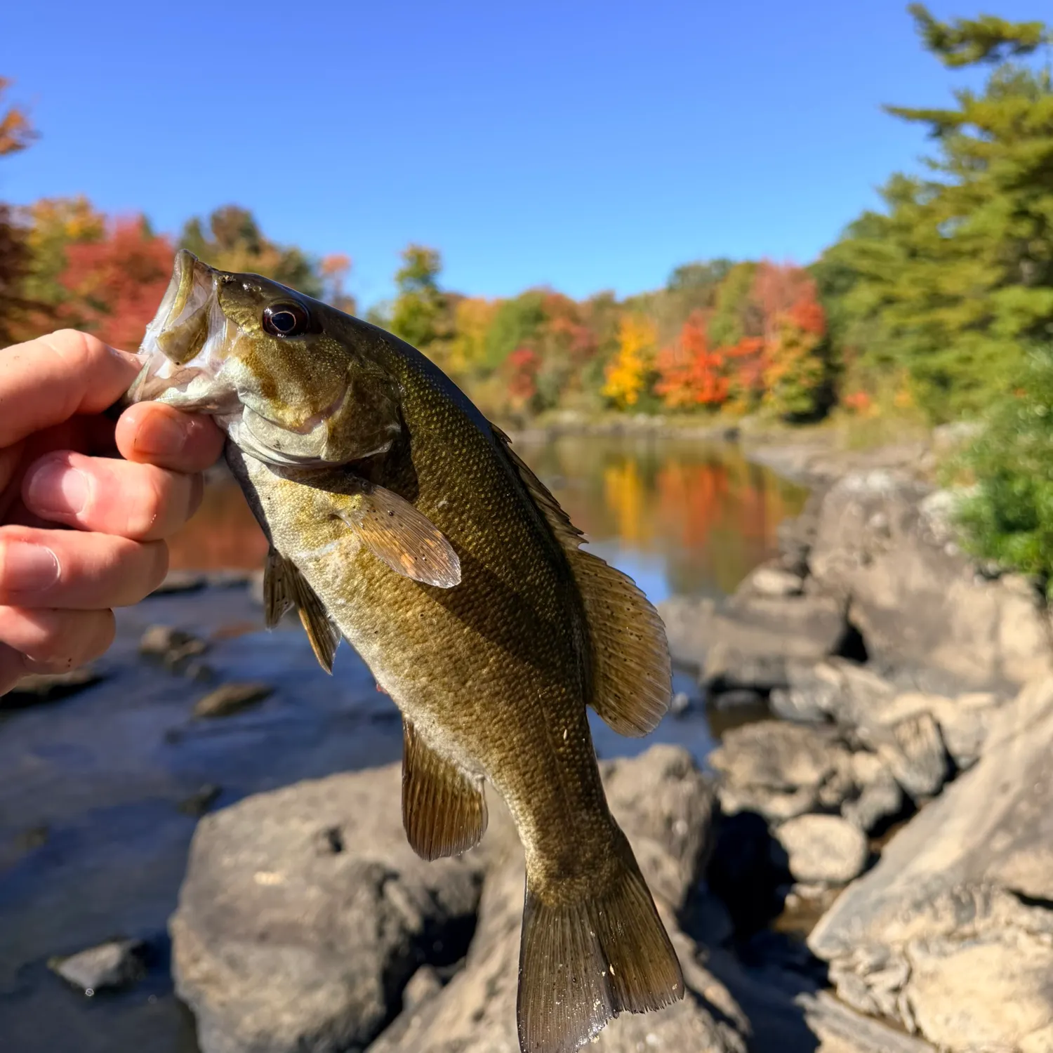Smallmouth bass caught on Fishbrain