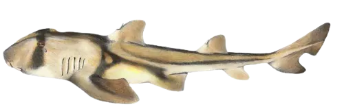 Port Jackson shark